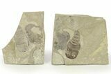 Eurypterus (Sea Scorpion) Fossil - Ukraine #271270-1